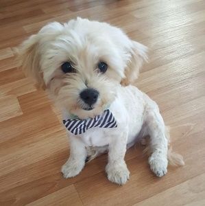 Meet your Posher, Domee